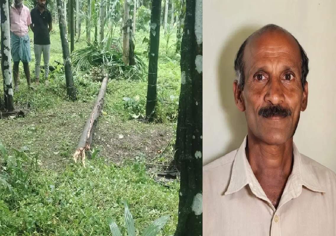 ಬಿರುಗಾಳಿಗೆ ಮುರಿದು ಬಿದ್ದ ಅಡಿಕೆ ಮರ; ತೋಟದಲ್ಲಿದ್ದ ವ್ಯಕ್ತಿ ಸ್ಥಳದಲ್ಲೇ ಸಾವು!