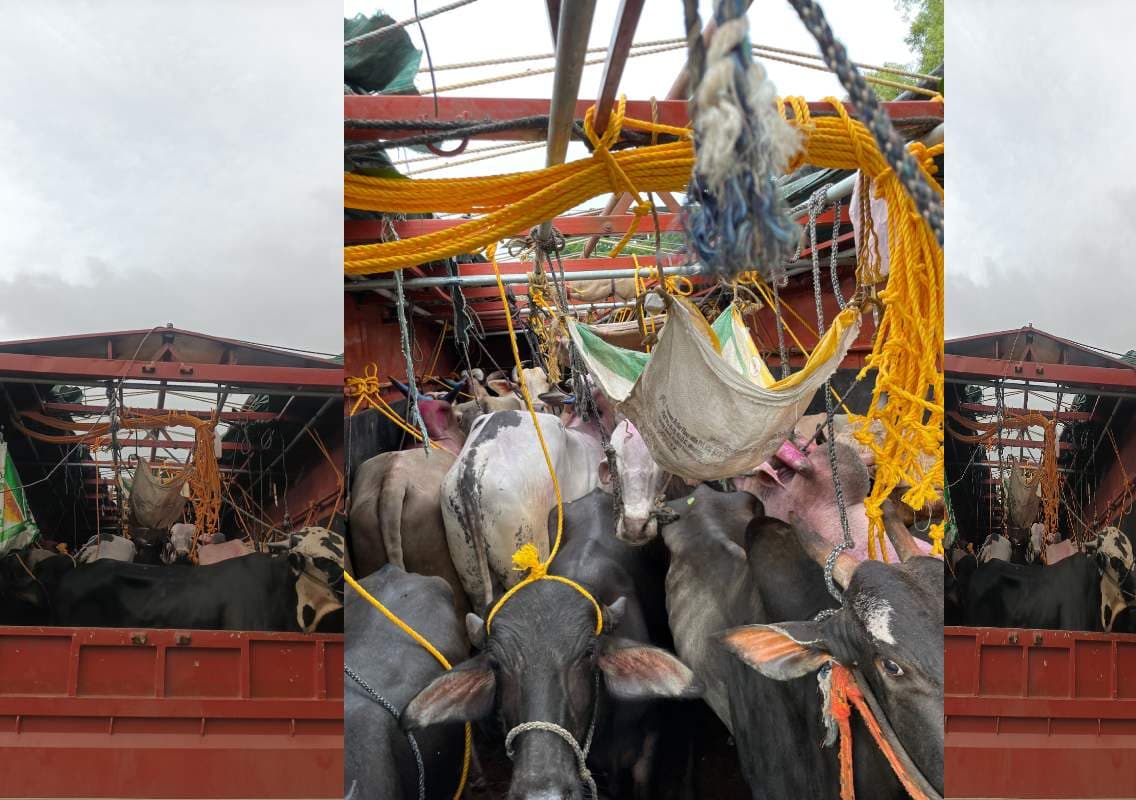 ಮಂಗಳೂರು: ಅಕ್ರಮ ಗೋ ಸಾಗಾಟ ಪತ್ತೆ; ಇಬ್ಬರು ಪರಾರಿ ಒಬ್ಬ ಪೊಲೀಸ್ ವಶಕ್ಕೆ!