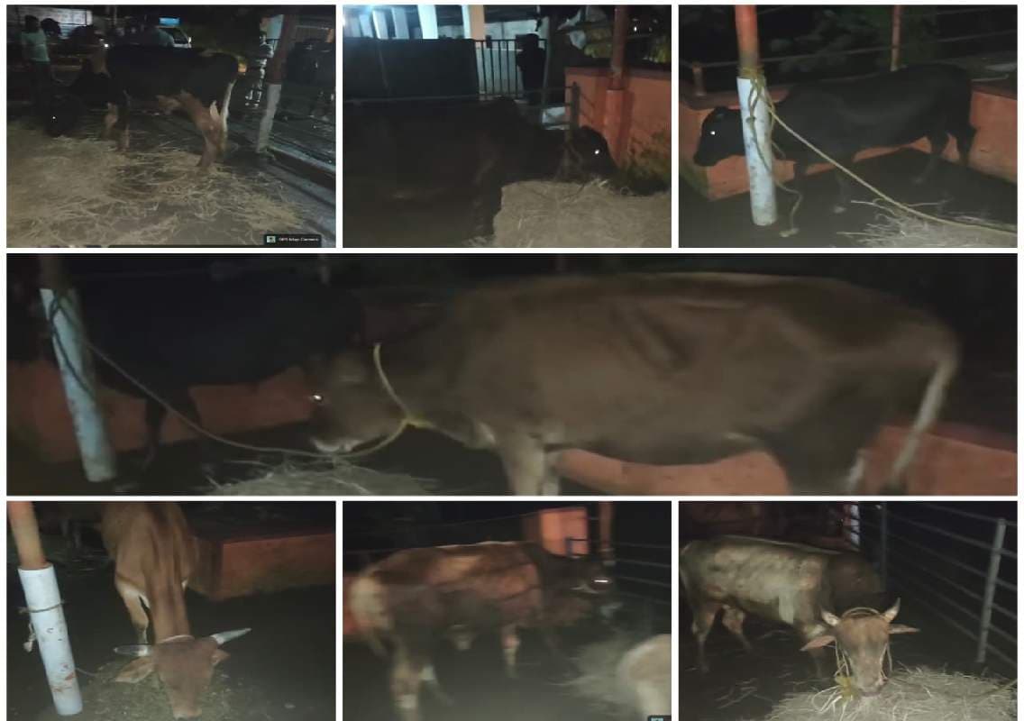 ಪಡೀಲ್ ಕಣ್ಣೂರು ಬಳಿ ಮಸೀದಿ ಒಂದರ ಹಿಂಬದಿಯಲ್ಲಿದ್ದ 7 ದನಗಳು ವಶಕ್ಕೆ!