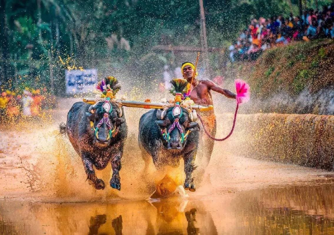 ದಸರಾ ವೇಳೆ ಕಂಬಳಕ್ಕೆ ವಿರೋಧ: ರಾಹುಲ್ ಗಾಂಧಿ ಮಧ್ಯಪ್ರವೇಶಕ್ಕೆ ಮೈಸೂರು ಸಂಘಟನೆಗಳ ಆಗ್ರಹ