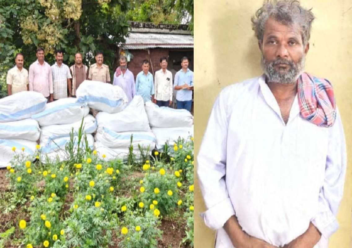 ವಿಜಯಪುರದಲ್ಲಿ ತೊಗರಿ ಬೆಳೆಯ ನಡುವೆ 1.01 ಕೋಟಿ ರೂ. ಮೌಲ್ಯದ ಗಾಂಜಾ ಬೆಳೆದಿದ್ದ ರೈತನ ಬಂಧನ
