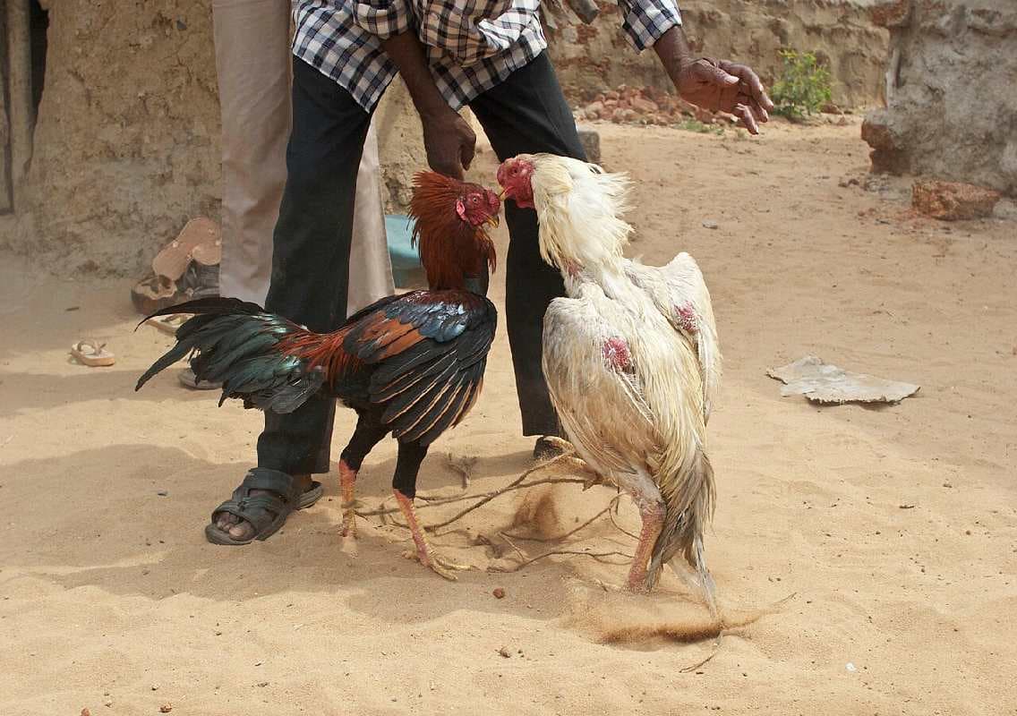 ಅಕ್ರಮ ಕೋಳಿ ಅಂಕಕ್ಕೆ ಪೊಲೀಸರ ದಾಳಿ – ನಾಲ್ವರು ವಶಕ್ಕೆ