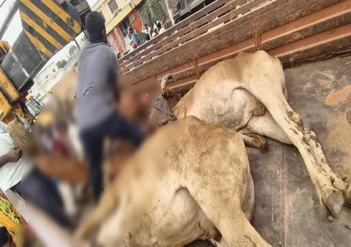 ಕಂಟೇನರ್ ಲಾರಿ ಪಲ್ಟಿ; ಮೂರು ಹಸುಗಳು ಸಾವು!