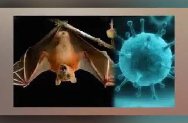 ಕೇರಳದಲ್ಲಿ ನಿಫಾ ವೈರಸ್‌ ತಗುಲಿದ್ದ 14 ವರ್ಷದ ಬಾಲಕ ಮೃತ್ಯು