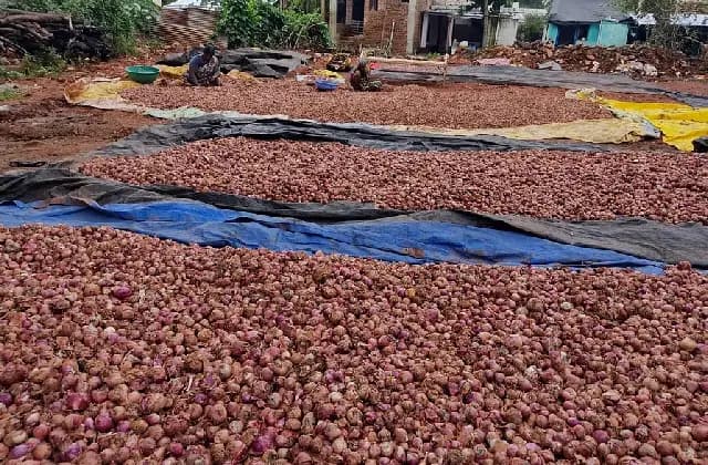 ಹಗರಿಬೊಮ್ಮನಹಳ್ಳಿಯಲ್ಲಿ ಭಾರೀ ಮಳೆಗೆ ಈರುಳ್ಳಿ ಬೆಳೆ ನಾಶ, ರೈತರಿಗೆ ಅಪಾರ ನಷ್ಟ
