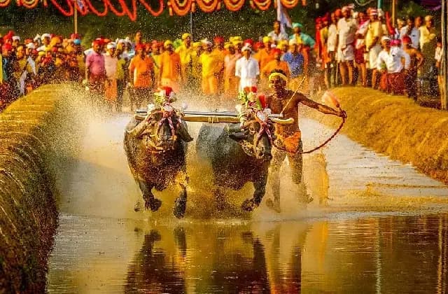 ಬೆಂಗಳೂರಿನ ಕಂಬಳ ಓಟಕ್ಕೆ ಪೆಟಾ ಕೆಂಗಣ್ಣು, ಹೈಕೋರ್ಟಿಗೆ ಮಧ್ಯಂತರ ಅರ್ಜಿ ಸಲ್ಲಿಸಿದ ಶಾಸಕ ಅಶೋಕ್ ರೈ!