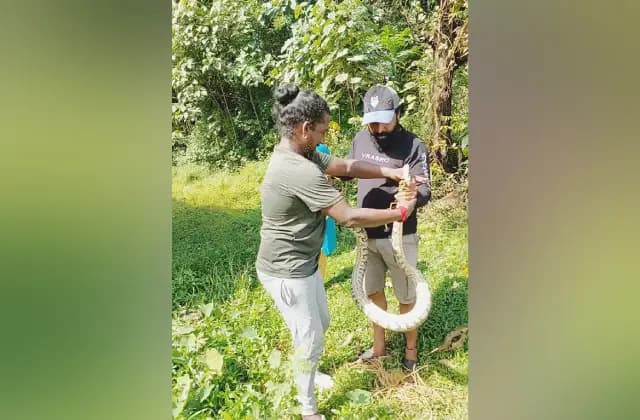 ಕಾಪು: ಮನೆಯ ಹಂಚಿನ ನಡುವೆ ಅಡಗಿ ಕುಳಿತ ಹೆಬ್ಬಾವು