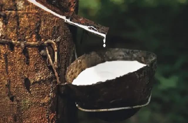 ರಬ್ಬರ್ ಬೆಲೆ ಕುಸಿತ: ಕರಾವಳಿ ಬೆಳೆಗಾರರಲ್ಲಿ ಆತಂಕ