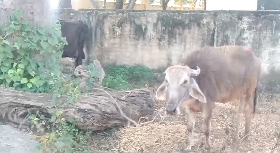 ಅಕ್ರಮವಾಗಿ ಎಮ್ಮೆ ಮತ್ತು ಗೋವುಗಳ ಸಾಗಣೆ: ಚಾಲಕನ ಬಂಧನ