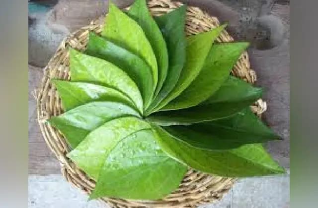 ವೀಳ್ಯದೆಲೆ ಸೇವನೆಯಿಂದ ಆರೋಗ್ಯಕ್ಕೆ ಅನೇಕ ಲಾಭಗಳಿವೆ