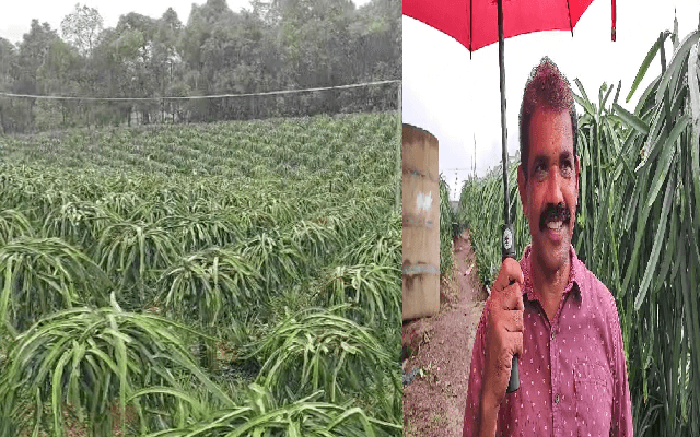 ಡ್ರ್ಯಾಗನ್ ಫ್ರೂಟ್​​ ಕೃಷಿಯಿಂದ ಲಕ್ಷ ಲಕ್ಷ ಆದಾಯಗಳಿಸಿದ ಕರಾವಳಿ ರೈತ ಅಂಟೋನಿ