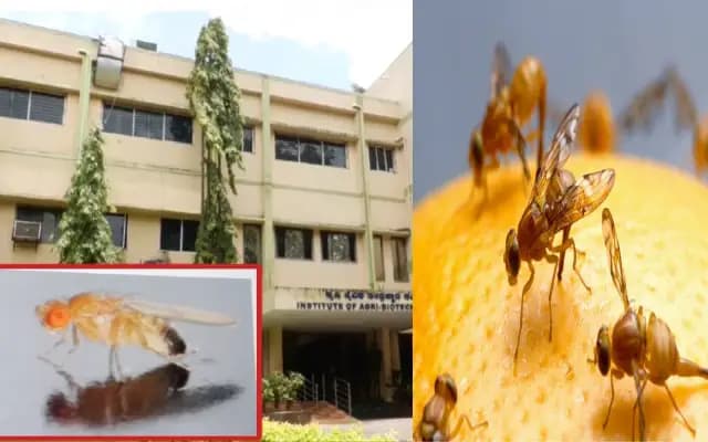 ಗಗನಯಾನಕ್ಕೆ ಸಿದ್ಧವಾಗಿವೆ ಧಾರವಾಡ ನೋಣಗಳು!  ಏನಿದಕ್ಕೆ ಕಾರಣ?