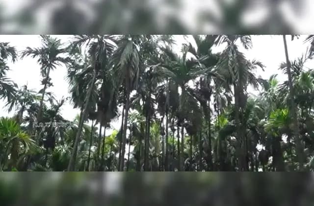 ನಿರೀಕ್ಷಿತ ಮಟ್ಟದಲ್ಲಿಲ್ಲ ಅಡಿಕೆ ಫಸಲು; ಕೊಳೆ ರೋಗದಿಂದ ಕೃಷಿಕರು ಕಂಗಾಲು!