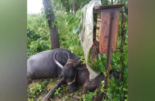 ಧಾರವಾಡದಲ್ಲಿ ವಿದ್ಯುತ್ ತಂತಿ ತಗುಲಿ ಎಮ್ಮೆ, ಕರು ಮೃತ್ಯು