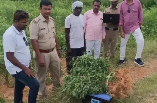 ರಾಗಿ ಜೊತೆಗೆ ಗಾಂಜಾ : 92 ಸಾವಿರ ರೂ. ಮೌಲ್ಯದ ಗಾಂಜಾ ಗಿಡ ವಶಕ್ಕೆ