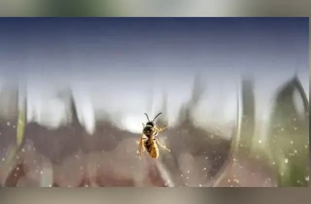 ಜೇನುನೊಣಗಳ ದಾಳಿ: ಅರಣ್ಯ ಸಿಬ್ಬಂದಿಗೆ ಗಾಯ