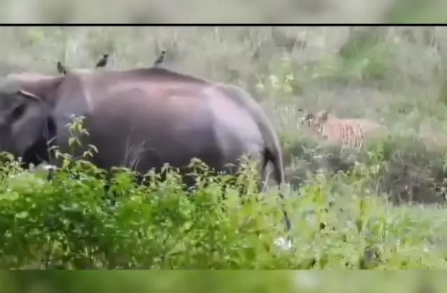 ಮರಿಯ ರಕ್ಷಣೆಗಾಗಿ ಹುಲಿಯನ್ನೇ ಅಟ್ಟಿಸಿದ ತಾಯಿ ಆನೆ..!