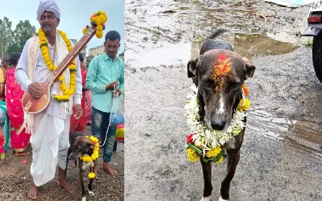 195 ಕಿ.ಮೀ ಒಂಟಿಯಾಗಿ ನಡೆದು ಮಾಲೀಕನಲ್ಲಿಗೆ ಮರಳಿದ ನಾಯಿ ಮಹಾರಾಜ!