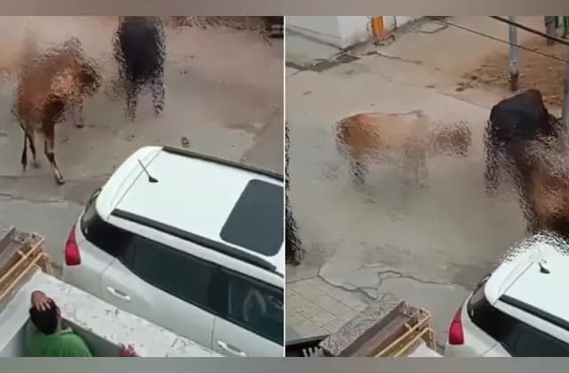 ಮಹಿಳೆಯ ಮೇಲೆ ಕ್ರೂರವಾಗಿ ದಾಳಿ ಮಾಡಿ ತಿವಿದು ಹಾಕಿದ ಬೀದಿ ಹಸು!