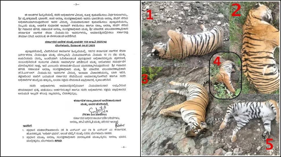5 ಹುಲಿಗಳ ಸಾವು ಪ್ರಕರಣ: ಎಸಿಎಫ್, ಆರ್.ಎಫ್.ಓ ಅಮಾನತು, ಡಿಸಿಎಫ್ ಚಕ್ರಪಾಣಿ ಅಮಾನತಿಗೆ ಅರಣ್ಯ ಸಚಿವರ ಶಿಫಾರಸು