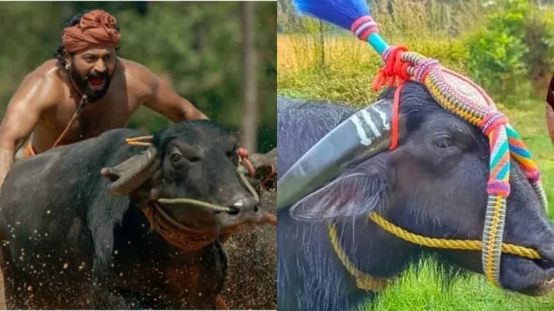 ಕುಂದಾಪುರ : ‘ಕಾಂತಾರ’ ಚಿತ್ರದಲ್ಲಿ ಮಿಂಚಿದ್ದ ಅಪ್ಪು ಕೋಣ ಸಾವು