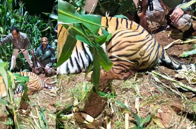 ಮೈಸೂರು: ಹುಲಿ ಸೆರೆಯಿಂದ ನಿಟ್ಟುಸಿರು ಬಿಟ್ಟ ಗ್ರಾಮದ ಜನ