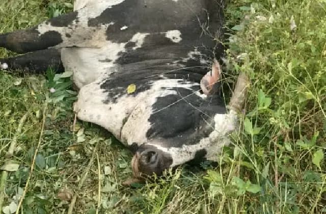 ಮೈಸೂರಿನಲ್ಲಿ ಮತ್ತೆ ಮುಂದುವರಿದ ಹುಲಿ ದಾಳಿ!