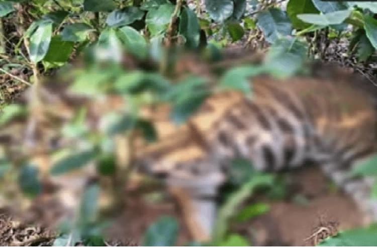 ತೋಟದ ಬೇಲಿಯ ಉರುಳಿಗೆ ಸಿಲುಕಿ ಹುಲಿ ಮೃತ್ಯು!