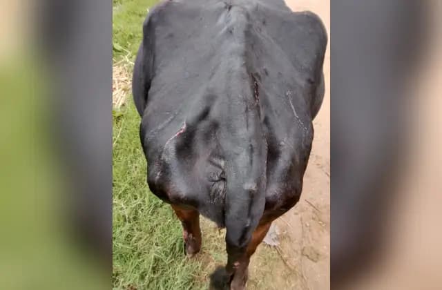 ಮೈಸೂರು ಜಿಲ್ಲೆಯಲ್ಲಿ ಮುಂದುವರಿದ ಕಾಡು ಪ್ರಾಣಿ ದಾಳಿ!