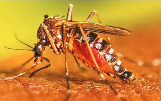 ಡೆಂಗ್ಯೂ, ಕೀಟವಾಹಕ ರೋಗ ತಡೆಗೆ ಎಚ್ಚರ ವಹಿಸಿ: ಆರೋಗ್ಯ ಇಲಾಖೆ
