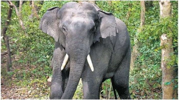 ಕಾಡಾನೆ ಹಾವಳಿ – ಒಂದೇ ದಿನ ಇಬ್ಬರು ಬಲಿ!