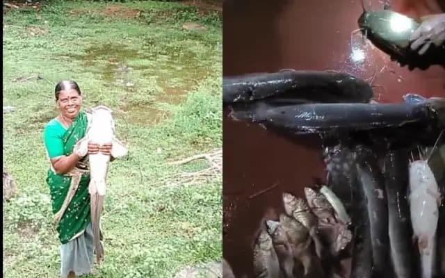 ಕಾಪು ತಾಲೂಕಿನಾದ್ಯಂತ ಸಾಂಪ್ರದಾಯಿಕ ಉಬರ್ ಮೀನುಗಾರಿಕೆಯ ಅಬ್ಬರ