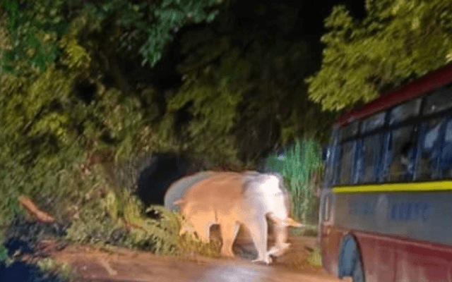 ಚಾರ್ಮಡಿ ಘಾಟ್ ನಲ್ಲಿ ಬಸ್ ಗೆ ಅಡ್ಡ ನಿಂತ ಒಂಟಿ ಸಲಗ: ಅರ್ಧಗಂಟೆ ಕಳೆದರೂ ದಾರಿ ಬಿಡದ ಆನೆ