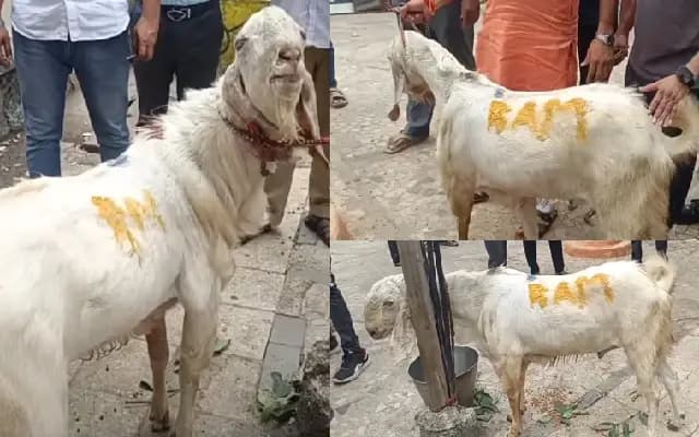 ಮೇಕೆ ಮೇಲೆ ರಾಮ ಎಂದು ಬರೆದ ಮಟನ್ ಶಾಪ್ ಓನರ್ : ಆಕ್ರೋಶ ವ್ಯಕ್ತ