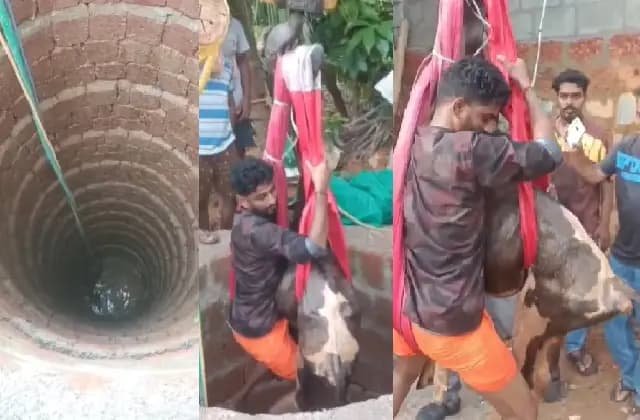 ಬಾವಿಗೆ ಬಿದ್ದ ಹಸುವಿಗೆ ಜೀವದಾನ ನೀಡಿದ ಭಜರಂಗದಳ ಕಾರ್ಯಕರ್ತರು