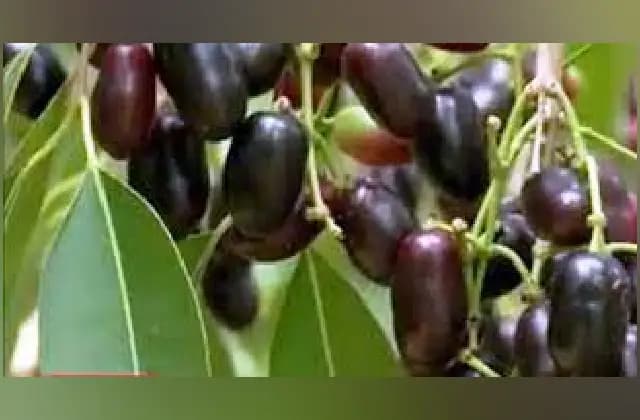 ನೇರಳೆ ಹಣ್ಣನ್ನು ಕೀಳಲು ಹೋಗಿ ಮರದಿಂದ ಬಿದ್ದು ಓರ್ವ ಬಾಲಕ ಮೃತ್ಯು