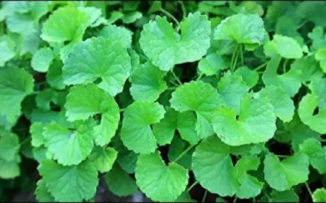 ಒಂದೆಲಗ: ಬುದ್ದಿ ವರ್ಧನಕ್ಕೆ ಅತ್ಯಮೂಲ್ಯ ಗಿಡಮೂಲಿಕೆ