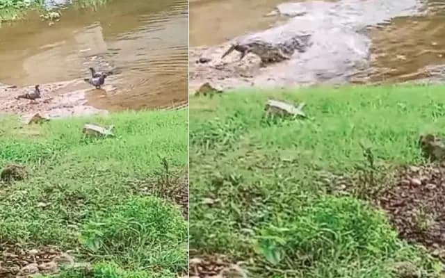 ಅಪರೂಪದ ಘಟನೆ : ನೀರು ಕುಡಿಯಲು ಹೋದ ಪಾರಿವಾಳವನ್ನೇ ಬೇಟೆಯಾಡಿದ ಮೊಸಳೆ