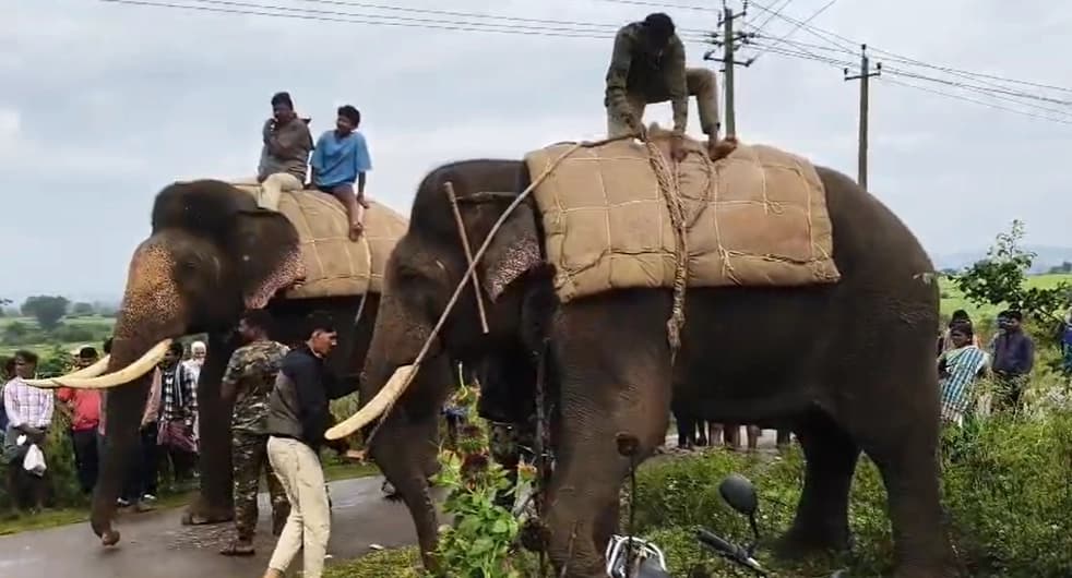 ರೈತನ ಬಲಿ ಪಡೆದಿದ್ದ ಹುಲಿ ಸೆರೆ; ಅರಣ್ಯ ಸಿಬ್ಬಂದಿ ಯಶಸ್ವಿ ಕಾರ್ಯಾಚರಣೆ
