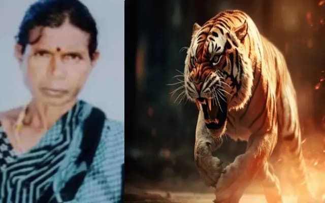 ಮೇಕೆ ಮೇಯಿಸುತ್ತಿದ್ದ ಮಹಿಳೆ ಮೇಲೆ ಹುಲಿ ದಾಳಿ : ತಿಂದು ತೇಗಿದ ವ್ಯಾಘ್ರ