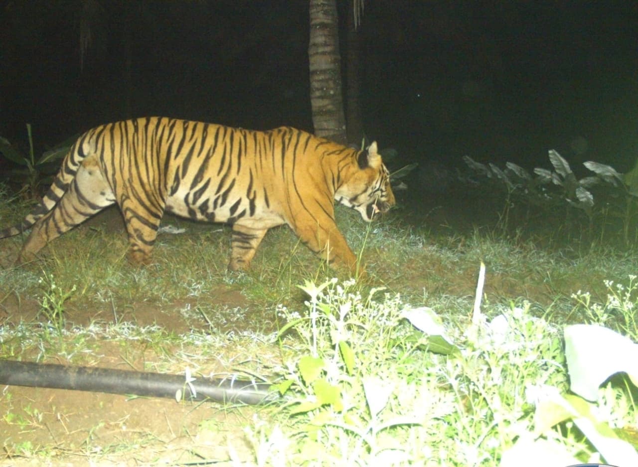 ಬೀರ್ ವಾಳು ಗ್ರಾಮದಲ್ಲಿ ಆತಂಕ ಮೂಡಿಸಿದ ಹುಲಿ