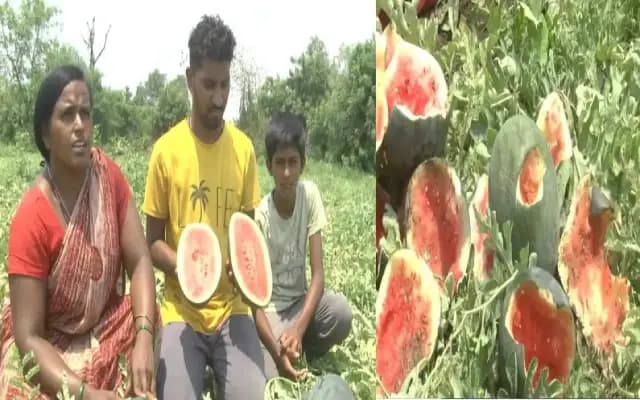 ಸಂಕಷ್ಟಕ್ಕೆ ಸಿಲುಕಿದ ಕಲ್ಲಂಗಡಿ ಬೆಳೆಗಾರ: ದರ ಕುಸಿತ, ಕಾಡುಹಂದಿ ಕಾಟದಿಂದ ರೈತ ಕಂಗಾಲು