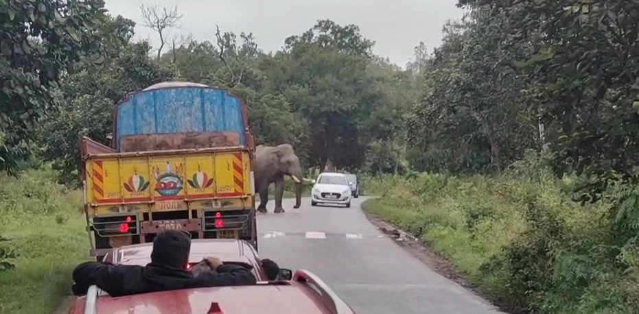 ಬೆಳ್ಳಂಬೆಳೆಗ್ಗೆ ರಸ್ತೆಗಿಳಿದ ಒಂಟಿಸಲಗ ತರಕಾರಿ ಹೊತ್ತು ಸಾಗುವ ಲಾರಿಗಳ ಸರ್ಚ್ - News Karnataka