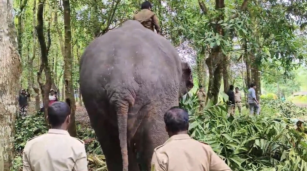 ಕುಂದಾಪುರ ತಾಲೂಕಿನಲ್ಲಿ ಒಂಟಿಸಲಗ ಸೆರೆಗೆ ಕಾರ್ಯಾಚರಣೆ! - News Karnataka