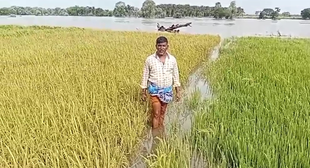 ಕಪಿಲಾ ನದಿ ಪ್ರವಾಹ ಹಿನ್ನೆಲೆ: ಮುಳುಗಿದ ಗದ್ದೆಗಳು, ಭತ್ತದ ಫಸಲು ನಾಶ, ರೈತರು ಕಂಗಾಲು! - News Karnataka
