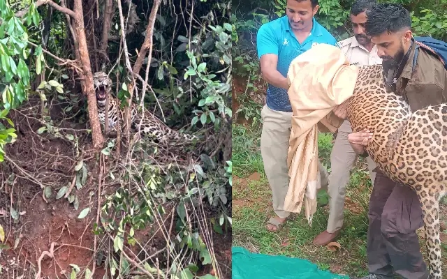 ತಂತಿ ಬೇಲಿಯಲ್ಲಿ ಸಿಲುಕಿಕೊಂಡಿದ್ದ ಸ್ಥಳೀಯರಿಂದ ಚಿರತೆಯ ರಕ್ಷಣೆ - News Karnataka