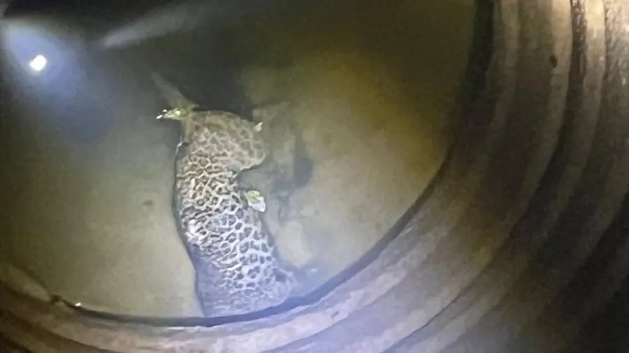 ಕಾಸರಗೋಡು: ಪಾಳು ಬಾವಿಯಲ್ಲಿ ಚಿರತೆ ಮೃತಪಟ್ಟ ಸ್ಥಿತಿಯಲ್ಲಿ ಪತ್ತೆ - News Karnataka