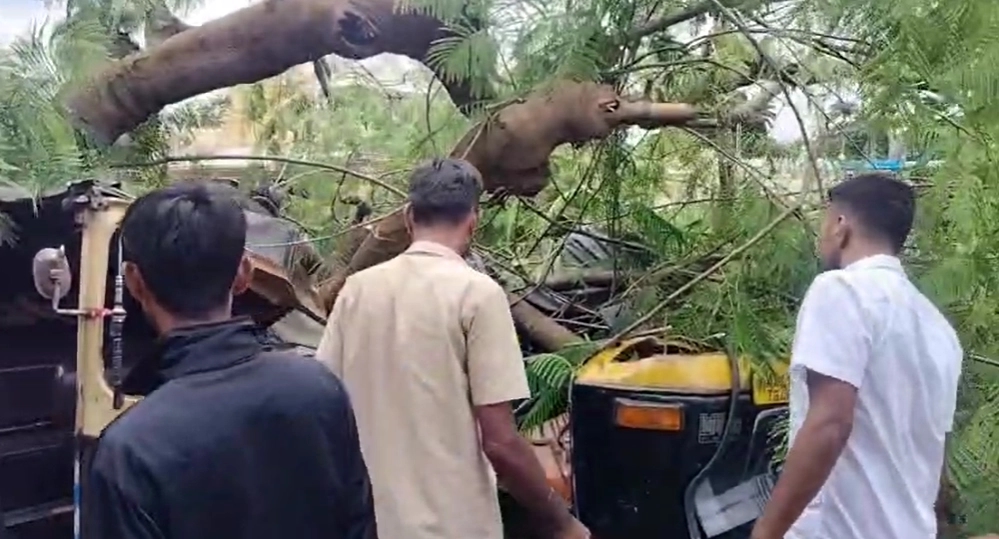 ಧರೆಗುರುಳಿದ ಬೃಹತ್ ಮರ; 2 ಆಟೋ ಸಂಪೂರ್ಣ ಜಖಂ! - News Karnataka