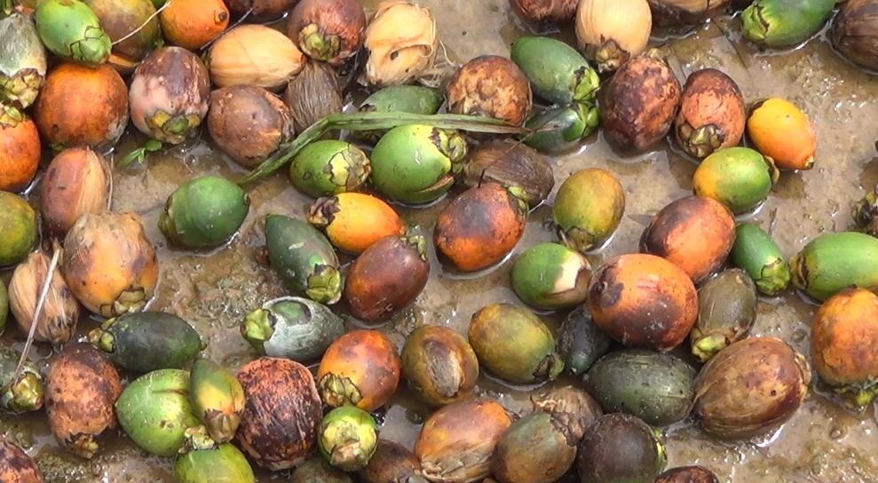 ಬಿಸಿಲು, ಮಳೆಗೆ ಕಂಗಾಲಾದ ಅಡಿಕೆ ಕೃಷಿಕರು, ಕಳೆದ ವರ್ಷವೂ ಬೆಳೆ ನಷ್ಟ, ಈ ಬಾರಿಯೂ ಮರ ಖಾಲಿ ಖಾಲಿ - News Karnataka