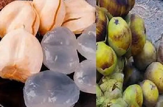 ತಾಳೆ ಹಣ್ಣಿನಿಂದ ಆರೋಗ್ಯಕ್ಕೆ ಏನೆಲ್ಲಾ ಪ್ರಯೋಜನಗಳಿವೆ ಗೊತ್ತಾ? - News Karnataka